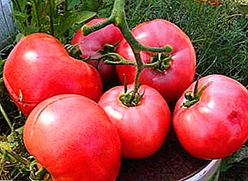 Delicious pertengahan usum tomat "Raspberry Sunset F1": pedaran fitur sareng budidaya