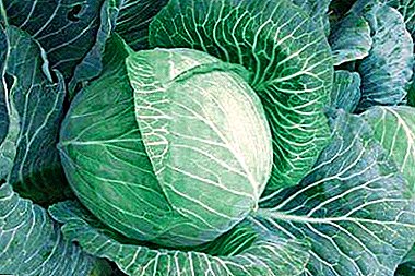Vitamin cabbage "Gloria" F1: lami ug himsog nga mga utanon sa imong lamesa!