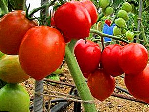 Características, descrición, vantaxes dun grao de tomate "Palenko F1"