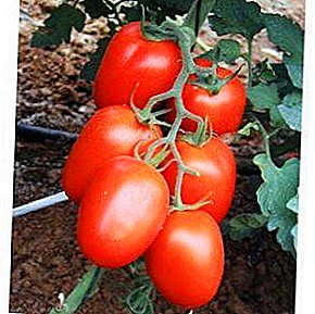 Ang sulundon nga matang alang sa mga nagsugod hardinero - tomato "Roma" F1. Deskripsyon, mga kinaiya ug mga hulagway sa tomato nga "Roma" VF