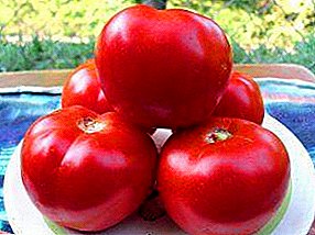 Variant i veçantë hibrid i domates - Spassky Tower F1