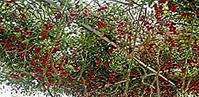 Томато чудо дрво "Октопод Ф1" - вистината или фикција? Опис на оценката на доматите Ф1 со фотографии