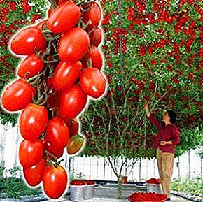 Árbore de tomate "Sprout F1 Cream": coidado, características das variedades de tomate e foto