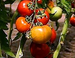 "Severinok F1" tomatearen hasieran uzta biltzen hassle gabe
