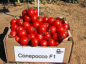 Ny vorona voalohany amin'ny tontolon'ny tavy - karazana Solerosso tomato F1
