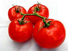 Tomatenspray An Amazing Tomomat Ultra Ultra Rezept F1: Beschreiwung a Beschreiwung vun engem fruehten reife Tannenzell Tomaten, Foto vu reenen Fruucht