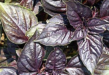 Purple Spice - Basil Ararat. Cur síos ar an ngléasra, gnéithe fáis agus cúraim, grianghraf