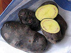 Purple Miracle - Vielfalt vu Kartoffel Kartoffel: Fotoen, Fonctiounen a Beschreiwung vum Root Vegetable