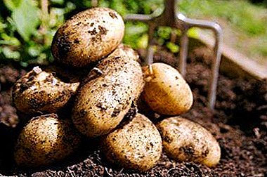 Phytophthora and scab: cilat varietetet e patates janë rezistente ndaj këtyre sëmundjeve?