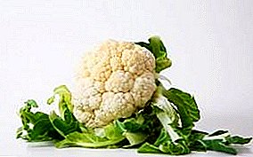 Halkee iyo sida loo ilaaliyo cauliflower jiilaalka cusub muddo dheer guriga: qaboojiyaha, qaboojiyaha ama Maqsin?