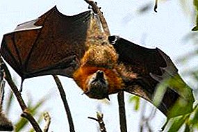 زیبایی پرواز یا زیستگاه خفاش کجا زندگی می کند؟