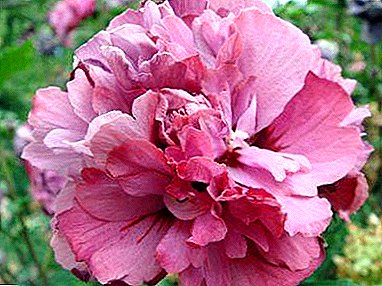 Hibiscus Duc de Brabant: priskribo de la floro, sekretoj de plantado kaj prizorgado
