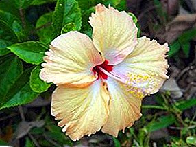 Paʻaʻo Hibiscus - nā kumukūʻai kokoke!