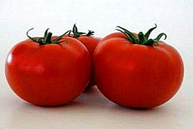 ترکیبی با عملکرد عالی - گوجه فرنگی بلا د: ویژگی و توضیحات تنوع