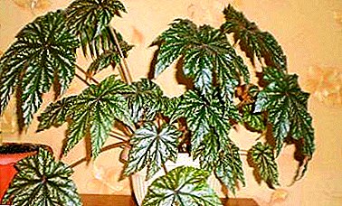 Hybrid Begonia Griffon - descrición e características do coidado na casa, fotos de plantas