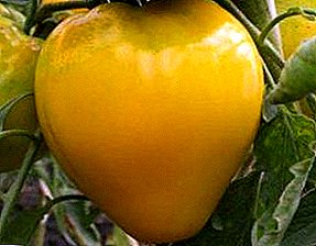 Mae cawr y dewis Rwsia - tomato "Brenin Siberia": disgrifiad, disgrifiad, llun