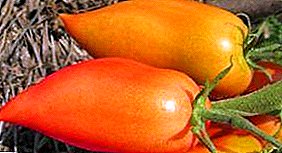 Xigante entre os tomates "Tío Stepa": descrición e segredos do cultivo de variedades
