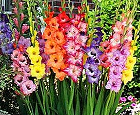 Gladiolus - kembang anu henteu kunanaon