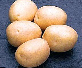 Dutch potato "Sifra": faʻamatalaga o se ituaiga fou mo tagata fiafia i vasega