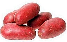 Scarlet's Hollännesch Potatoes: Excellent Taste a Long Long Storage