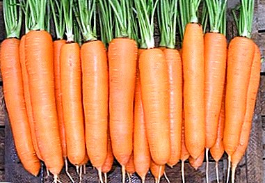 डच गाजर विविधता डर्डोग्ने - पूर्ण विवरण र बढ्दो सुझावहरू