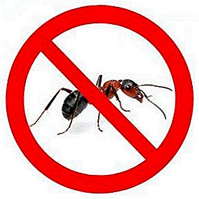مهمان در محوطه چگونه از مورچه ها در باغ خلاص شوید؟