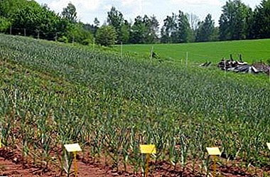 Pravilno uzgoj češnjaka kao biznisa: profitabilnost, planovi i tehnologije uzgoja