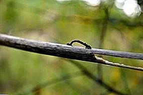 Caterpillar surveyor: ਅਸਚਰਜ, ਪਰ ਬਹੁਤ ਖ਼ਤਰਨਾਕ ਗੁਆਂਢੀ