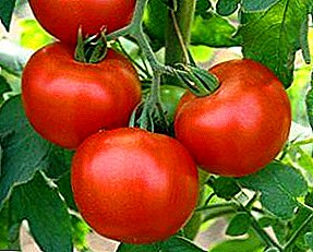 Características e descrición da variedade de tomate Gina: cultivo e control de pragas, foto de tomate e variedade de vantaxes