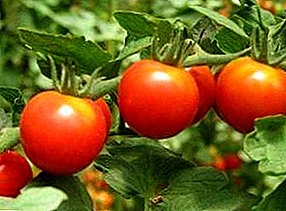 Charakteristiken a Beschreiwung vun der Klusha Tomato-Sorte, Kultivatioun op Open Terrain a Treibhauseffekt, Fruucht Foto