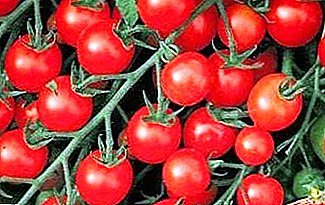 Ezaugarri, ezaugarri, tomate baten kalifikazioaren abantailak "Kluster gozoa"