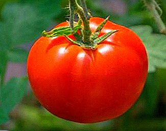 Charakteristiken vun der Varietéit, der Dignitéit, der Krankheet an der Kontrollmoossnamen am Kultivatioun vun der Tomaten "Fett"