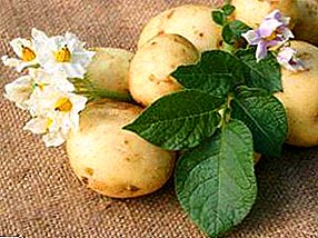 Proprium medium potatoes "Corvus" descriptionis varietatem imaginibus