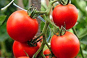 Mga kinaiya, mga bentaha, mga bahin sa pagpananom sa usa ka hybrid tomato Kostroma