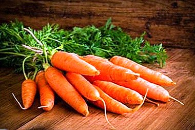 Komposisi kimia sareng eusi kalori tina wortel: naha penting nya kitu terang? Kumaha carana tuang sayuran pikeun nyerep vitamin A?