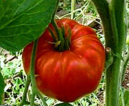 Gradd tomato sy'n gwrthsefyll oerfel y detholiad Siberia "Eternal Call"