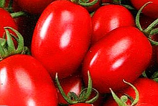 "Шинэ Transnistria" улаан лоолийн сайн ургац: янз бүрийн тодорхойлолт, зураг, ялангуяа улаан лооль