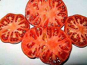 Tomatos da gyda chynnyrch uchel "Sugar Bison": disgrifiad o'r amrywiaeth, nodweddion, argymhellion