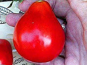 Amrywiaeth hybrid da o domatos ar gyfer tai gwydr a thir agored - "Red Truffle"