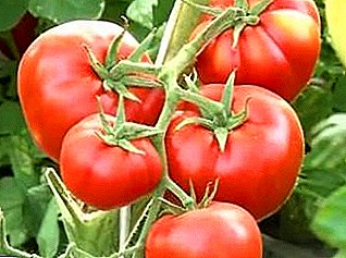 Doni prodhime joreale? Zgjidhni një varietet domate "Babushkino": përshkrimi dhe foto