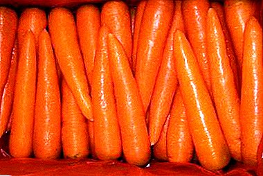 می خواهید در تمام زمستان هویج خوشمزه داشته باشید - بهترین گونه ها و راه هایی برای ذخیره آنها. چگونه سبزیجات را ترجیح دهیم؟