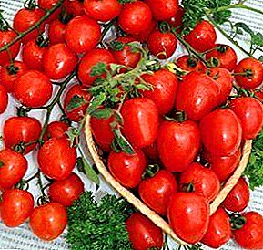 Kaj tute ne beron, sed tomato! Avantaĝoj kaj malavantaĝoj de tomata ĉerizo "Frago" F1