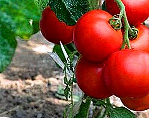 И во салата и во теглата! Опис на универзалната разновидност на домати "Ефемер"