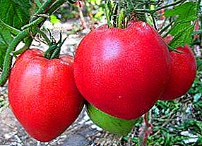 Идеал «Мейіз» томаты: әртүрлілік сипаттамасы, сипаттамалары, өсіру және өнімділігі