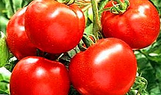 Tomat sampurna kalawan ngaran mahiwal - "Apple Rusia": pedaran macem, ciri sareng poto