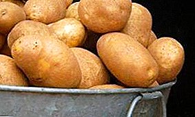 Imperyal nga patatas nga "Elizabeth": paghubit sa klase ug hulagway sa mga klase sa pagpasanay sa Ruso