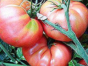 Mkpụrụ tomato dịgasị iche iche - "Mikado Pink": nkọwa nke tomato na foto