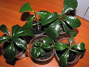 Parentah sareng saran praktis pikeun tumuwuh gardenia tina siki di imah