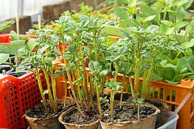 A growing semen potatoes per instructiones: Plantae ad domum et foris