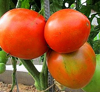 Lucuna jeung seger seger pikeun penanaman - tomat "Cypress": poto sareng katerangan macem